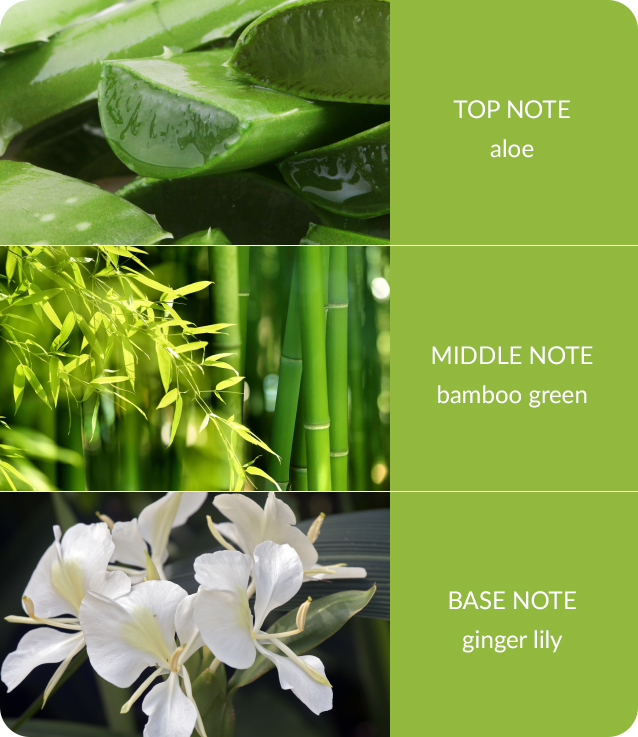 Bamboo-Gingerlily.jpg